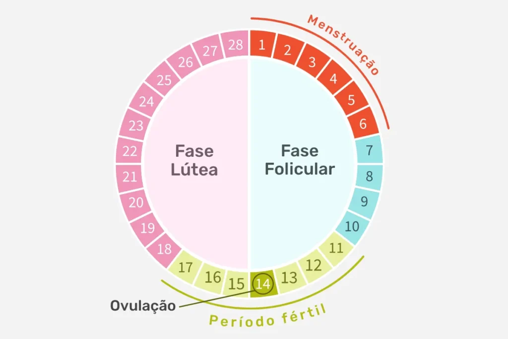 Fases do ciclo menstrual — entenda as mudanças hormonais que ocorrem em cada etapa.